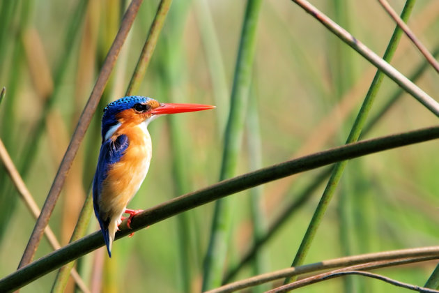 malachite kingfisher