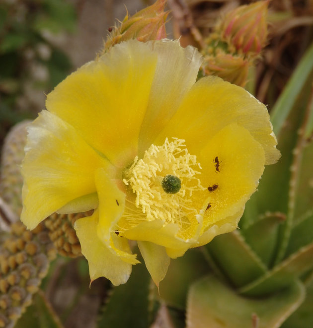 Cactusbloem