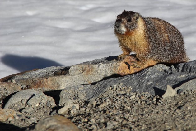 Yellow-bellied marmot