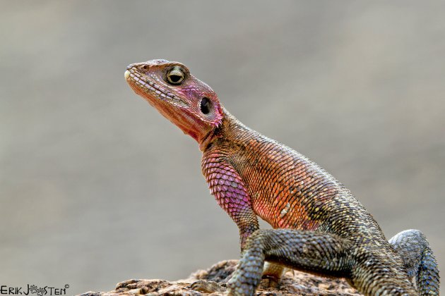 Agama Lizzards 