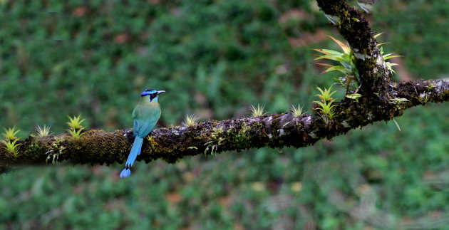 Blauwkap motmot in beeld