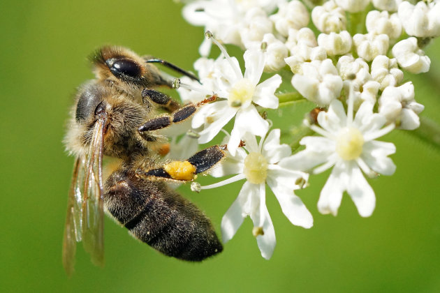 hommel in de Ardennen