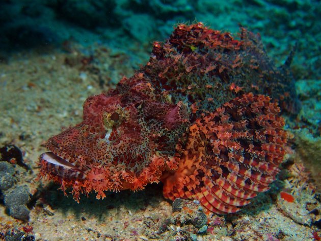 Scorpion fish