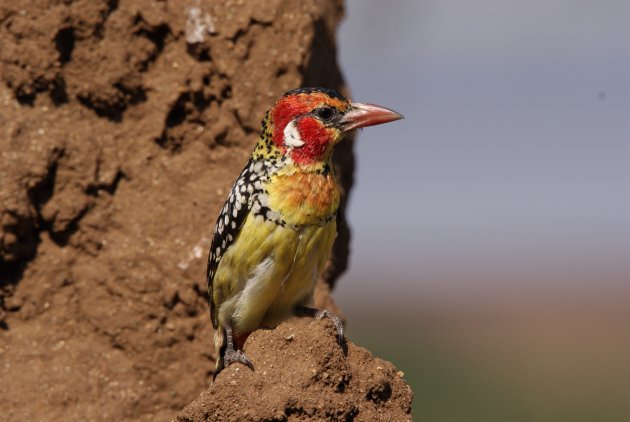 Red-and-yellow barbet