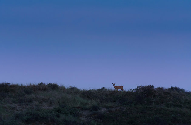 Safari in Noordwijk