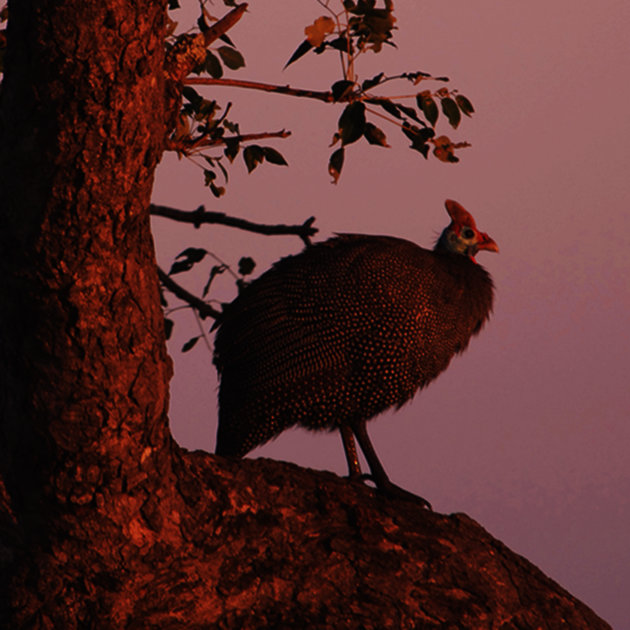 guineafowl