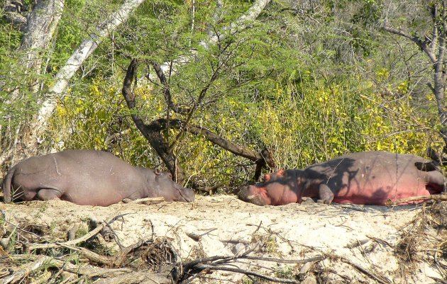 Slapende nijlpaarden