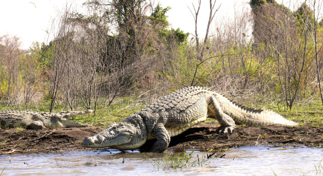 Crocodile market