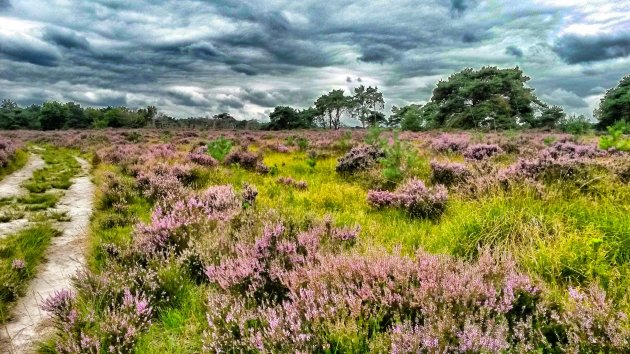 De Kalmthoutse Heide