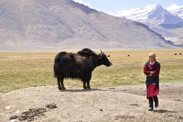 Yak