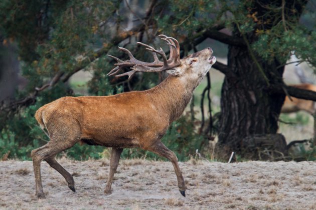 de bronst - wildlife in eigen land