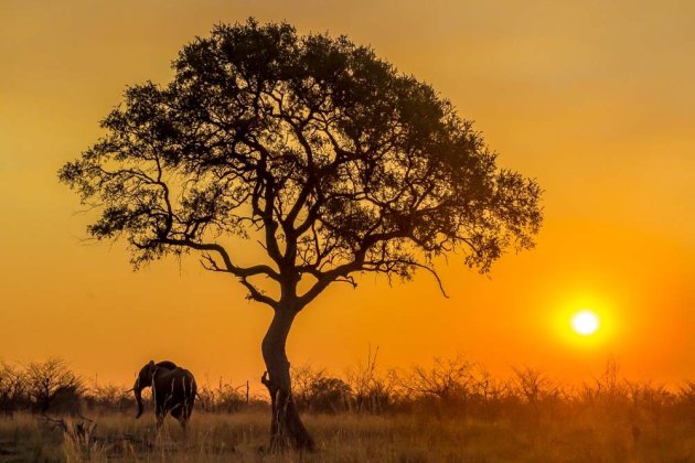 sunset met boom en olifant