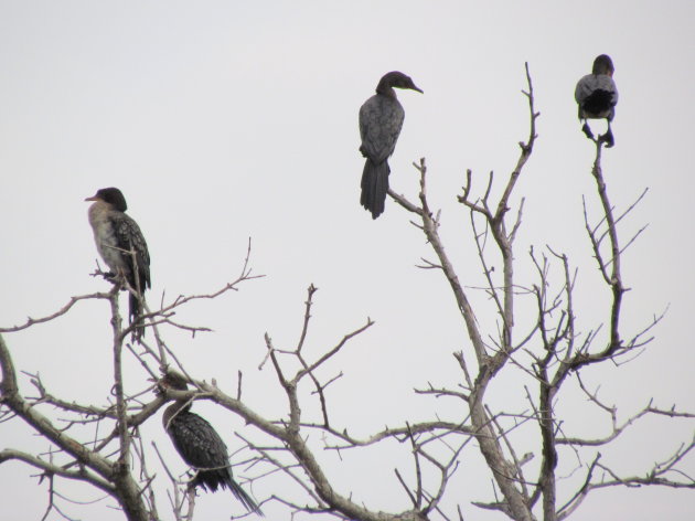 slangenhalsvogels