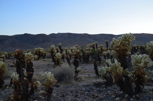 Cholla Cactus Garden