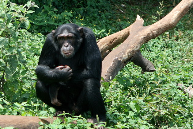 chimpansee