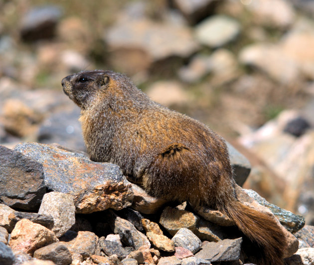 Geelbuikmarmot