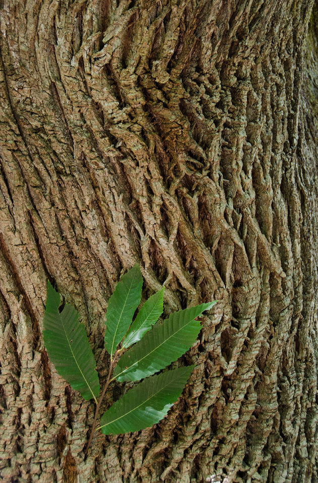 Corsican Pine