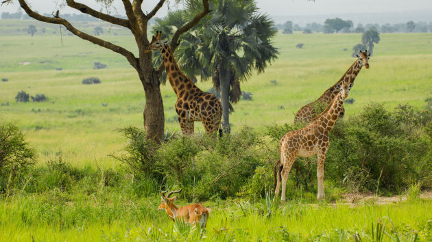 Groepje Rothschild Giraffes