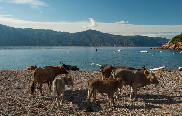 More cows than people