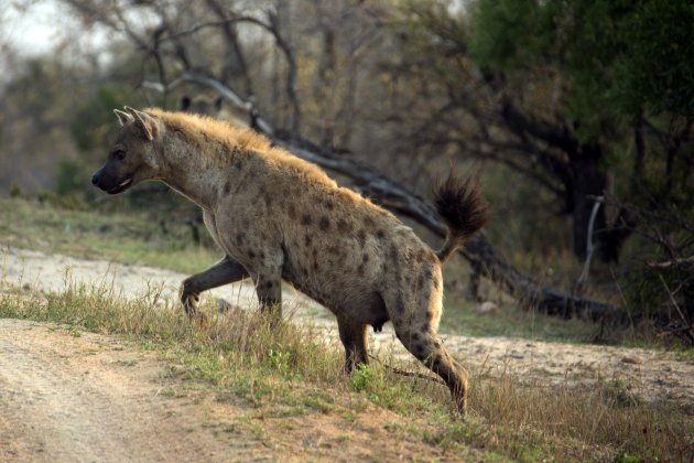 Hyena