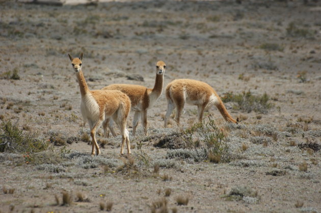 vicuna's op vlakte bij cotopaxi