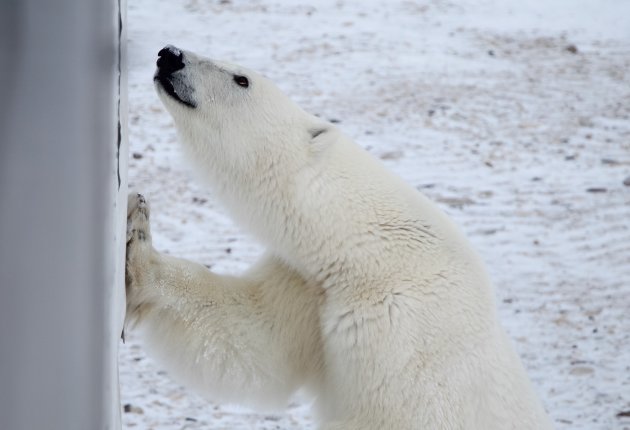 Koning van het Noordpoolgebied: de ijsbeer 