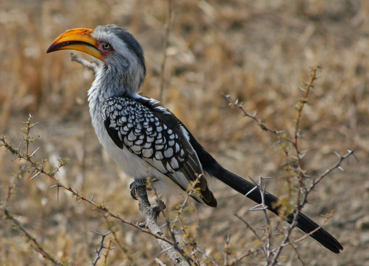 Zazu uit Disneys Leeuwenkoning in Krugerpark | Columbus Travel