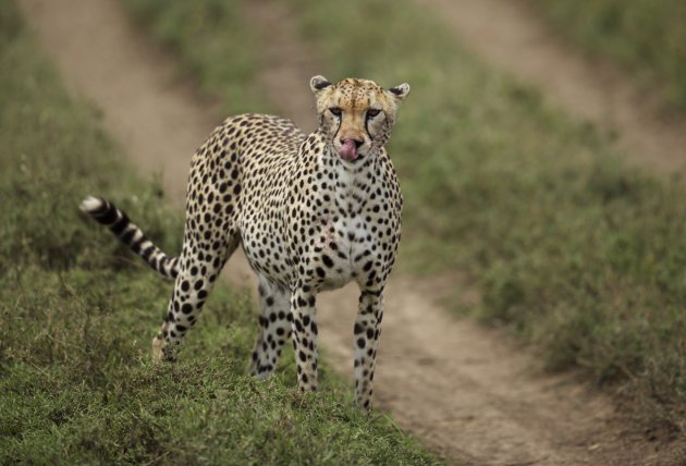 Cheetah na de kill