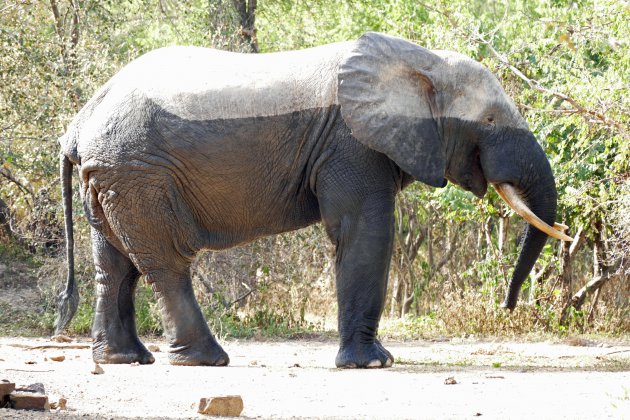 De Afrikaanse olifant in Mole NP