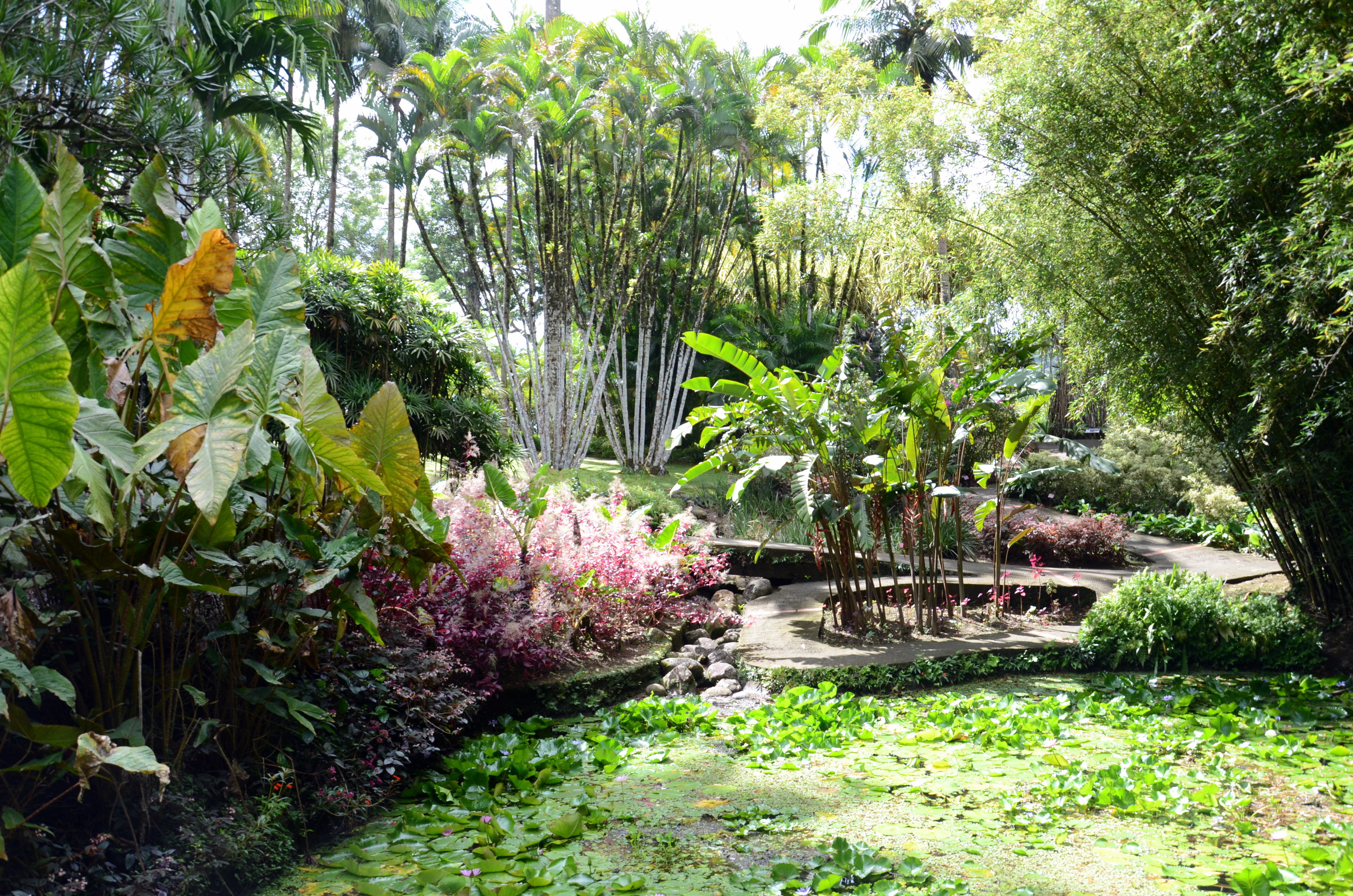 Huisdieren Viskeus Sterkte Tropische tuinen in Le Jardin de Balata | Columbus Travel