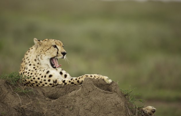 Rustende Cheetah