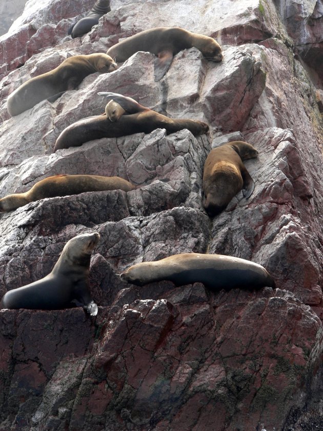 Zeeleeuwen op Isla Ballestas