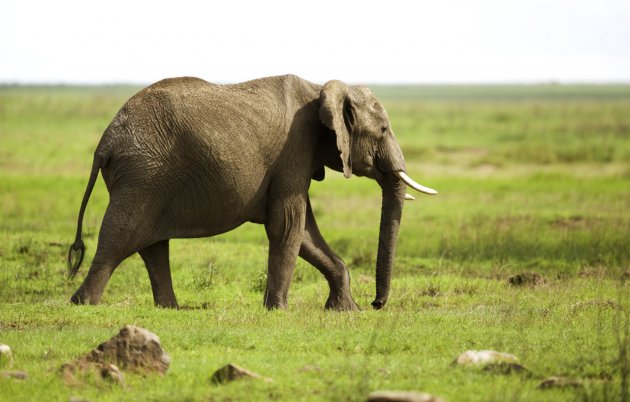 Olifant Serengeti