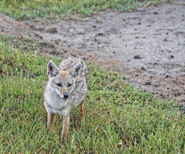 Africa's golden jackal 