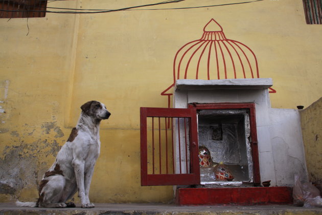 Hond bij tempel