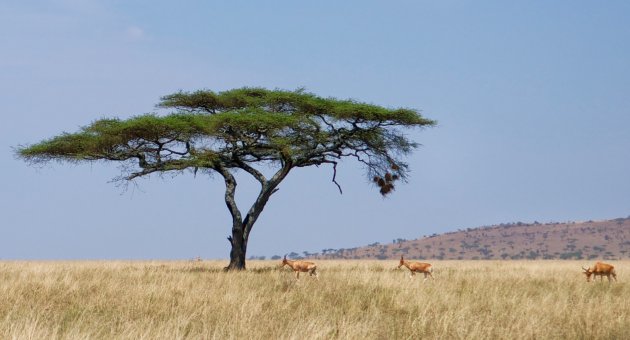 Schaduw in de Serengeti 