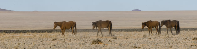 Wilde paarden