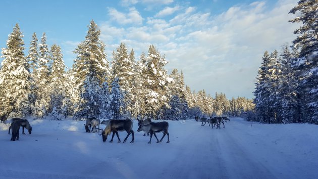 Winters landschap met rendieren op de weg