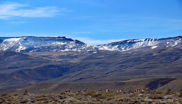 Guanaco's op de pampa