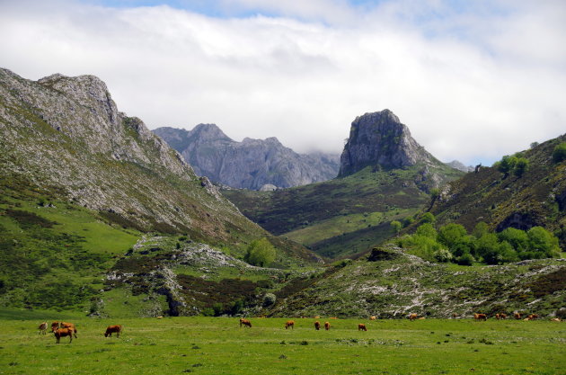 Koeiensprookje in de Picos