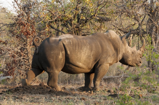 White Rhino