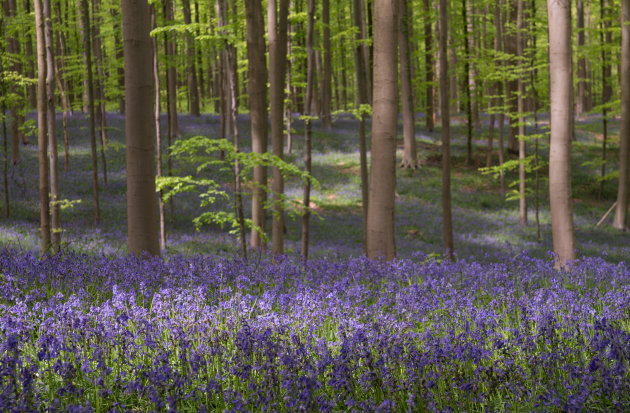 Wilde hyacinten in het Hallerbos