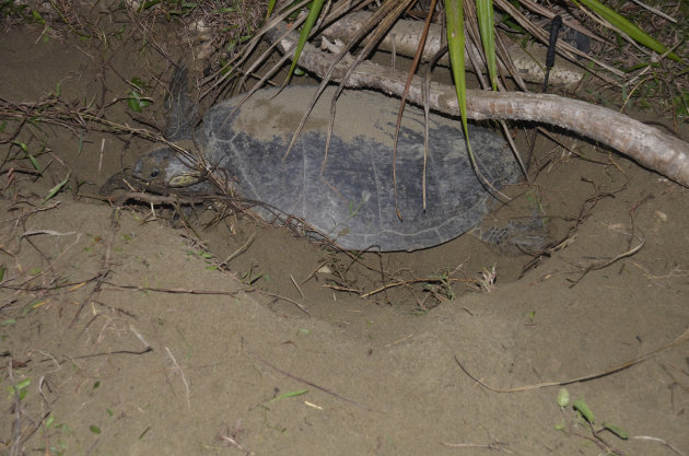 Zeeschildpadden op Sukamade Beach