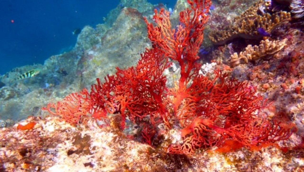 prachtig koraal bij de Banda eilanden