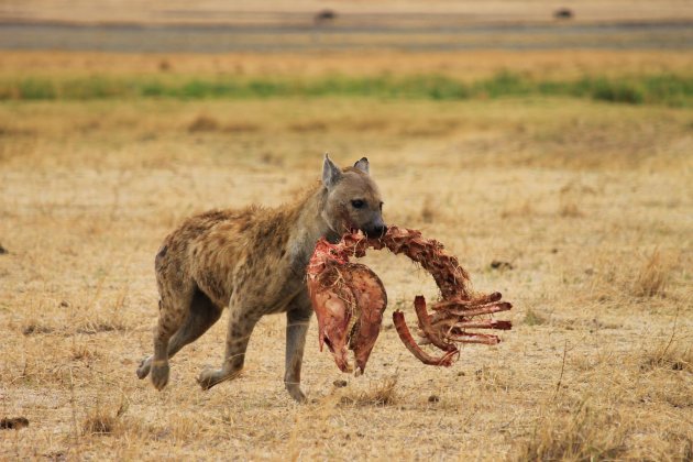 Hyena with zebra carcass @ Ngorongoro Crater