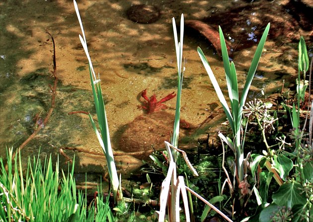 rivierkreeft in nederland