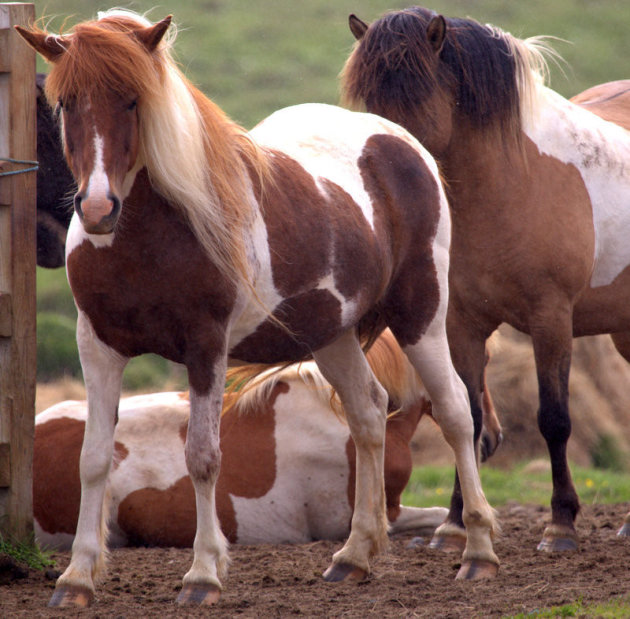 echte werkpaarden