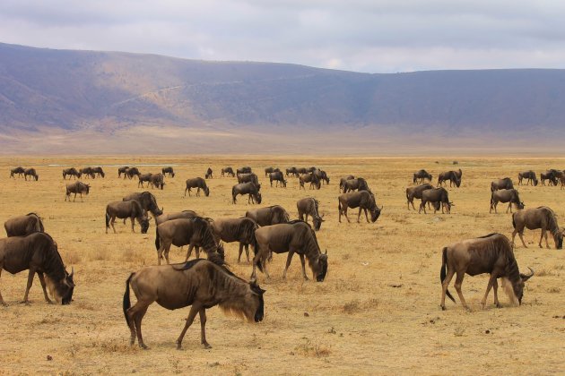 Wildebeasts @ Ngorongoro Crater