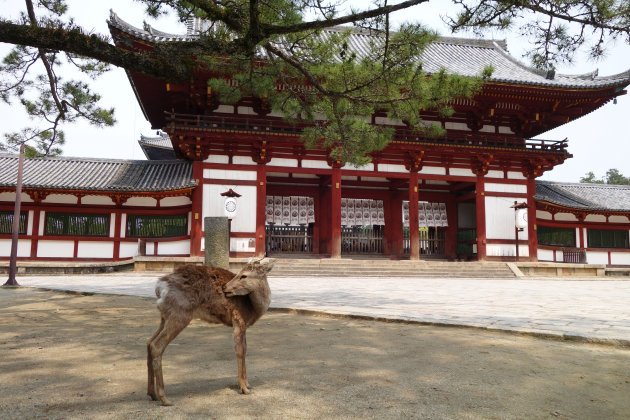 Herten kijken in Nara