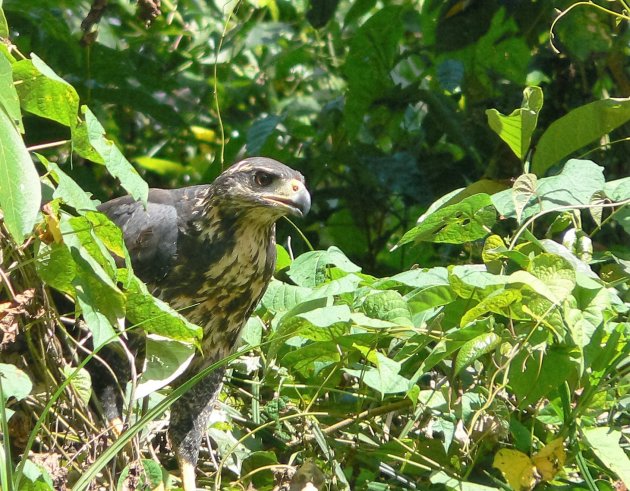 Zwarte Arend-Buizerd